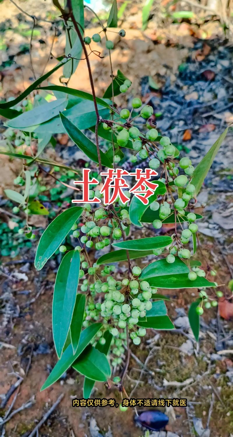 鸭胗栗子粥做法_粟子煲鸭汤的做法大全-第5张图片-后鲨美食 鸭胗栗子粥做法_粟子煲鸭汤的做法大全-第5张图片-后鲨美食